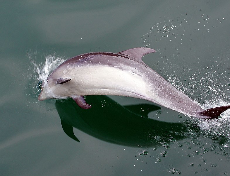 File:Dolphin at play 4 (8107499673).jpg