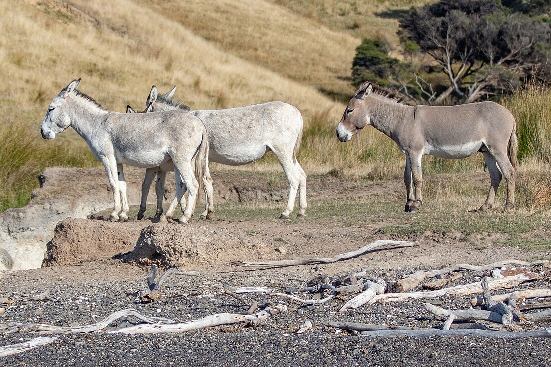 Ponui donkey