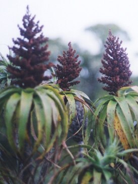 Dracophyllum traversii