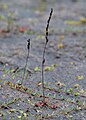 Plant with infructescence