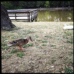 Bebek di Tilles Park, St. Louis County, Missouri.jpg