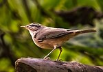 Miniatura para Phylloscopus fuscatus