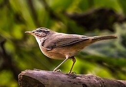 Phylloscopus fuscatus (Dusky warbler)