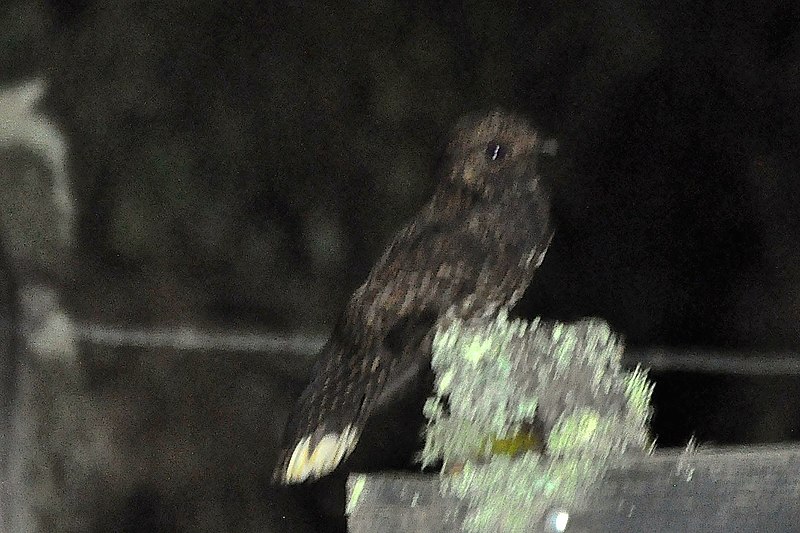 File:Dusky Nightjar.jpg