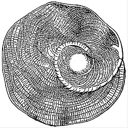 EB1911 Foraminifera - Heterostegina.jpg