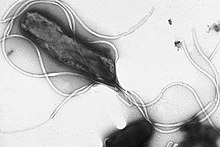 Helicobacter pylori -elektronimikroskooppikuva, jossa näkyy useita siimoja solun pinnalla