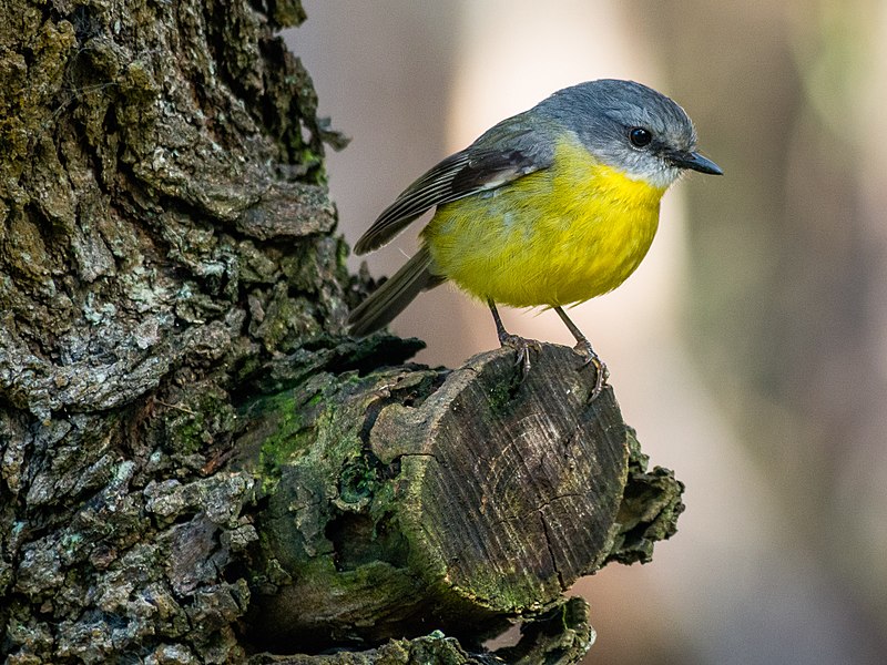 File:Eastern Yellow Robin (21433963725).jpg