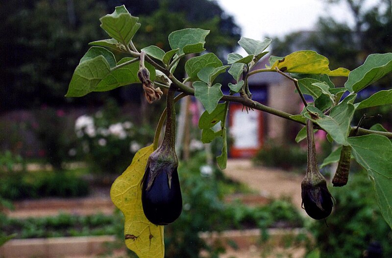 File:Eggplant in Louisiana.jpg