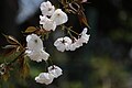 S515 永源寺 Eigenji 花の写真