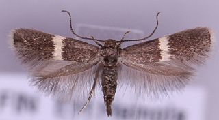 <i>Elachista cingillella</i> Species of moth