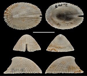 Emarginula koon (10.3897-afrinvertebr.61.51989) Figure 6.jpg