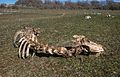 * Nomination A sheep skeleton on a meadow of the Entzia mountain range, possibly work of vultures. Álava, Basque Country, Spain --Basotxerri 16:01, 1 March 2017 (UTC) * Promotion Good focus to main object --Michielverbeek 16:40, 1 March 2017 (UTC)