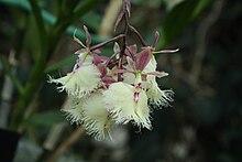 Epidendrum ilense JbotMtl.jpg