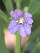 Epilobium tetragonum flower, kantige basterdwederik bloem.jpg