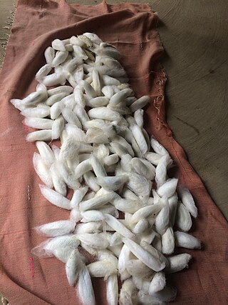 <span class="mw-page-title-main">Eri silk</span> Silk from the cocoons of Samia ricini silkworms