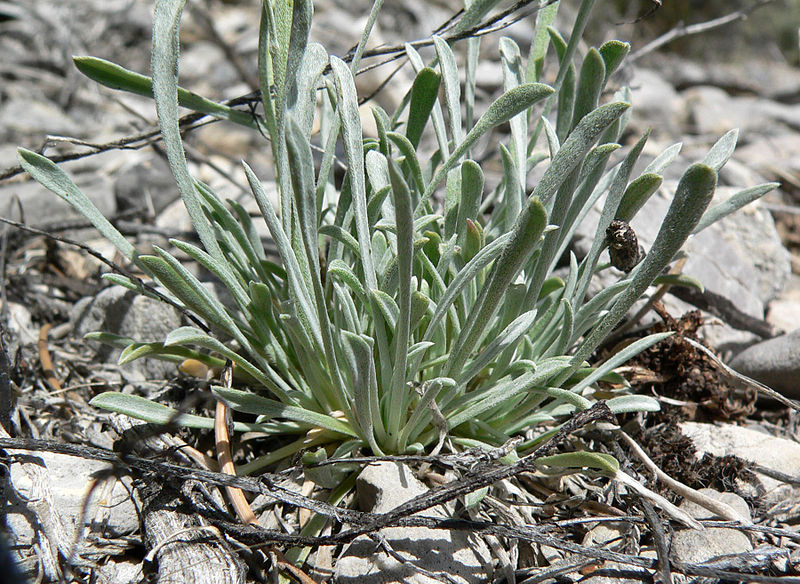 File:Erigeron argentatus 6.jpg