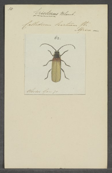 File:Erioderus - Print - Iconographia Zoologica - Special Collections University of Amsterdam - UBAINV0274 032 04 0059.tif