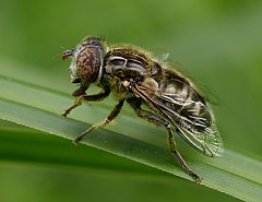 Description de l'image Eristalinus sepulchralis, Parc de Woluwé, Brussels (cropped).jpg.