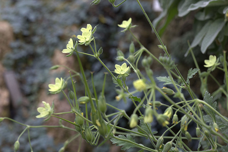 File:Erodium hartvigianum GotBot 2015 004.jpg