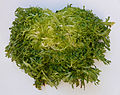 A plant of the vegetable type sometimes distinguished as "frisée"
