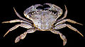 * Nomination Velvet crab - Necora puber -Dorsal view - Carapace 7.8cm - Atlantic Ocean -- Archaeodontosaurus 14:25, 11 November 2009 (UTC) * Promotion good photo --George Chernilevsky 16:24, 11 November 2009 (UTC)