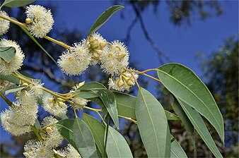 leaves, flowers and flower buds Eucalyptus notabilis buds.jpg