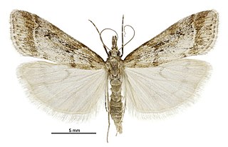 <i>Eudonia chalara</i> Species of moth