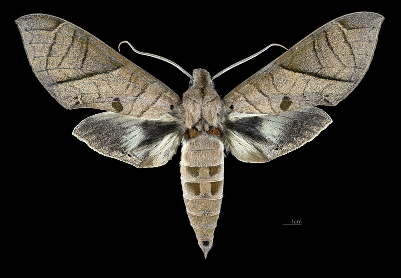 File:Eumorpha translineatus MHNT CUT 2010 0 272 Serra do Mar, Santa Catarina, Brazil male dorsal.jpg