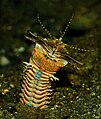 El Gusano Bobbit es el gusano poliqueto carnívoro más grande del mundo, con un aspecto similar al de un ciempiés gigante y mandíbulas como tijeras, puede llegar a medir 300 cm y caza peces y calamares cortándolos por la mitad.