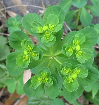 <i>Euphorbia helioscopia</i> Species of flowering plant