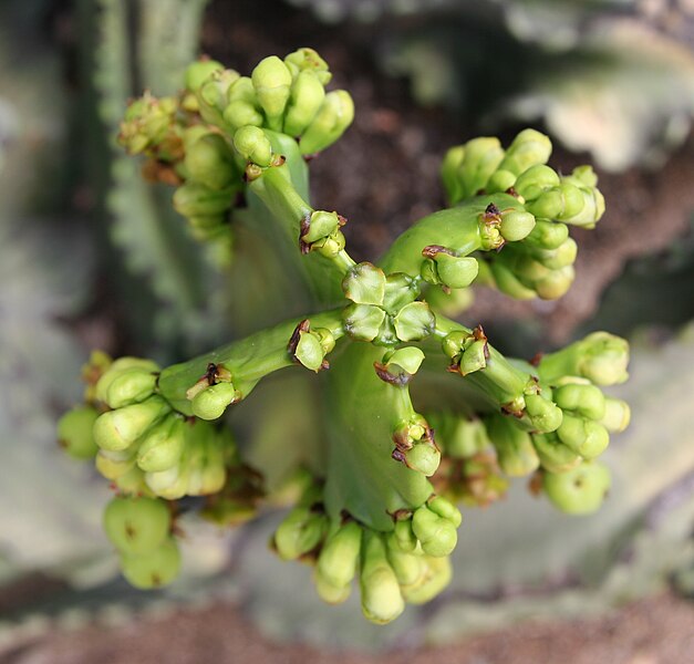 File:Euphorbia ingens.jpg