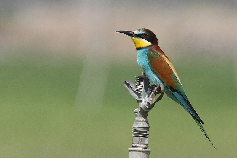 File:European Bee-eater.JPG