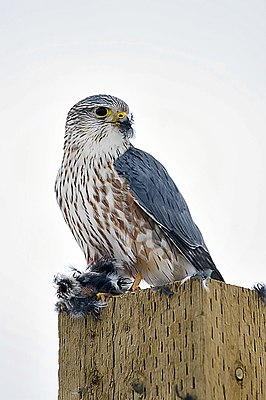 Merlin (Falco c. Columbarius), male