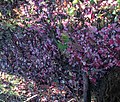 Fall Leaf Litter (pink) Cropped.jpg