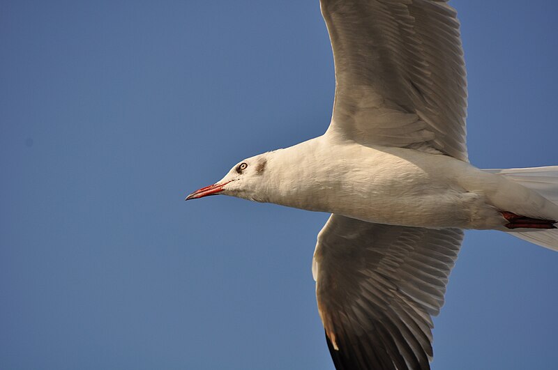 File:Feeling the Freedom in Flying.jpg