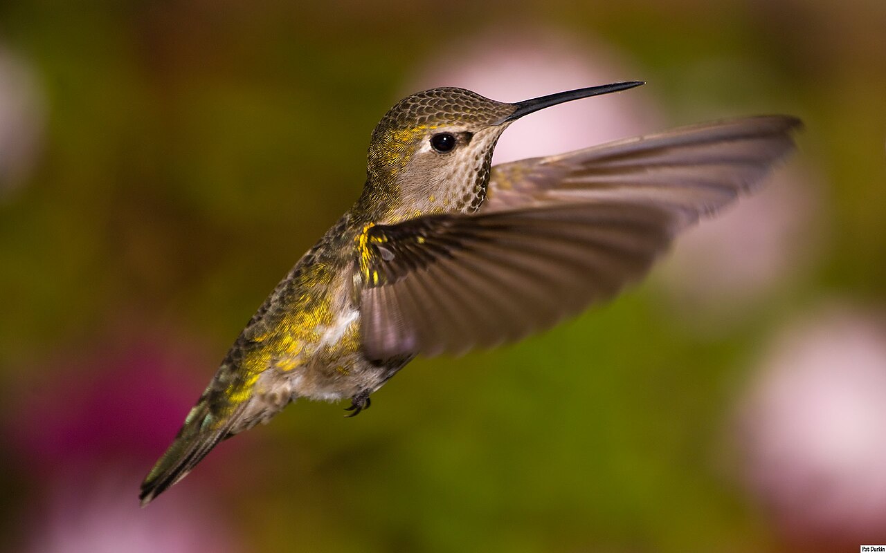 File:Fem Anna's Hummingbird.jpg - Wikimedia Commons