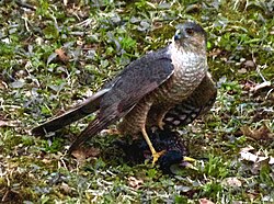 Female Sharp-shinned Hawk with prey (Starling).jpg