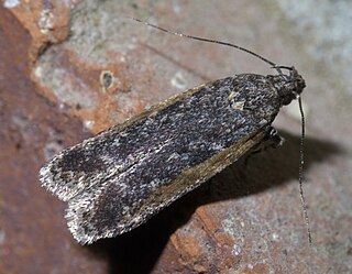 <i>Filatima serotinella</i> Species of moth