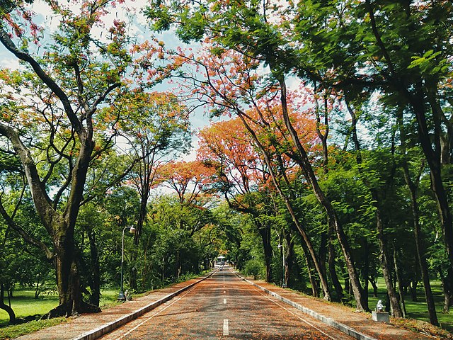 Fire trees of U.P. Diliman