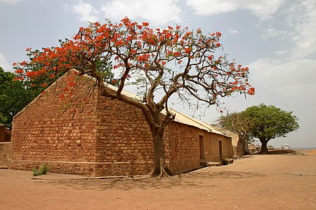 Delonix regia (Flame Tree) Image is also a Featured picture of Mali