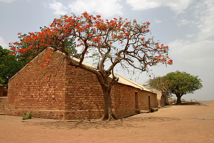 Огненное дерево (Delonix regia) у кирпичного здания в Мали.