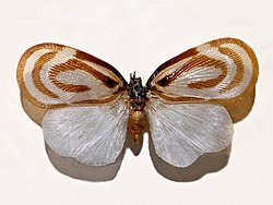 Flatidae - Bythopsyrna circulata.JPG