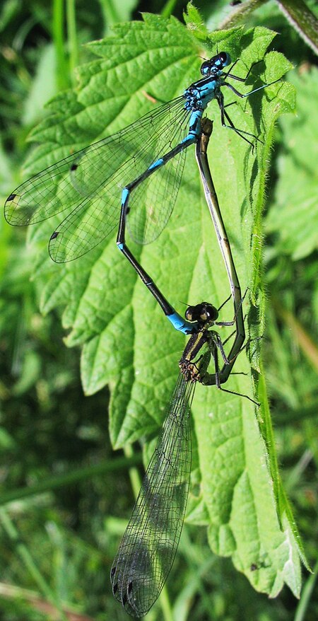 Coenagrion_pulchellum