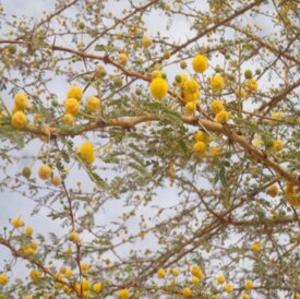 Fleurs d'Acacia Sénégal (Senegalia senegal).jpg