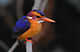 Flickr - Rainbirder - African pygmy-kingfisher (Ceyx pictus).jpg