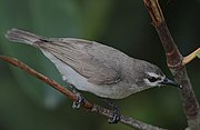 grey sunbird with pale white patch around eyes