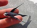 Flyingfish poisson-volant ocean atlantique.JPG