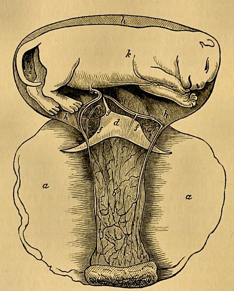 File:Foetus cat.jpg