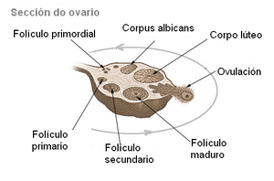 Foliculos ovaricos miguelferig.PNG