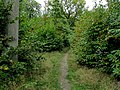 Thumbnail for File:Footpath in Pine Wood - geograph.org.uk - 3723532.jpg